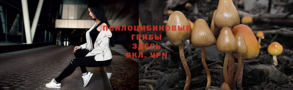 прущие грибы Михайловск